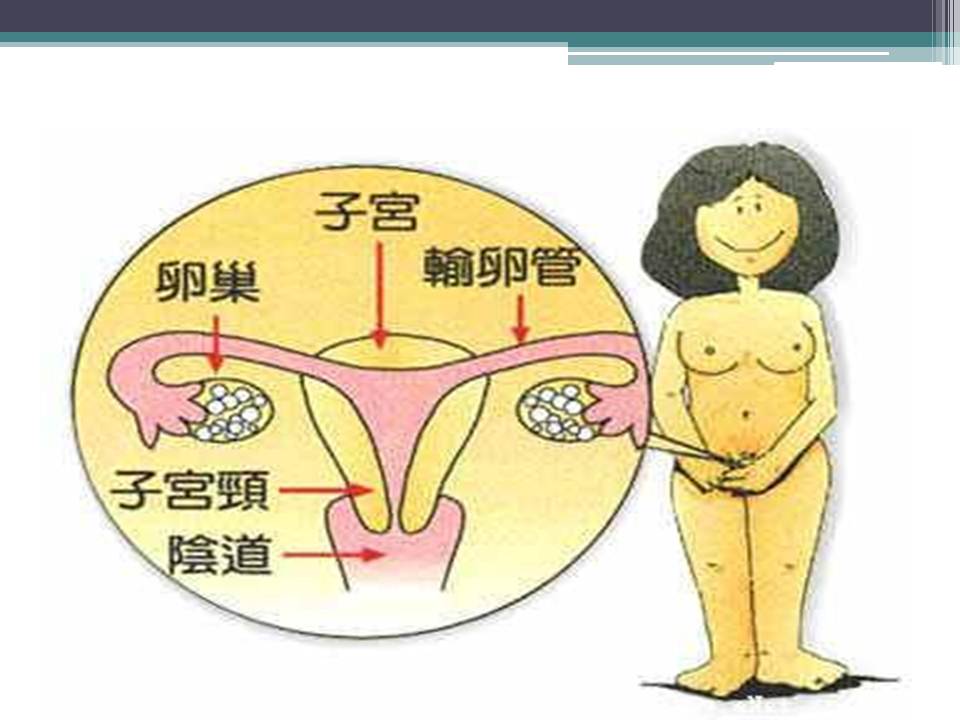 女性健康讲座ppt模板
