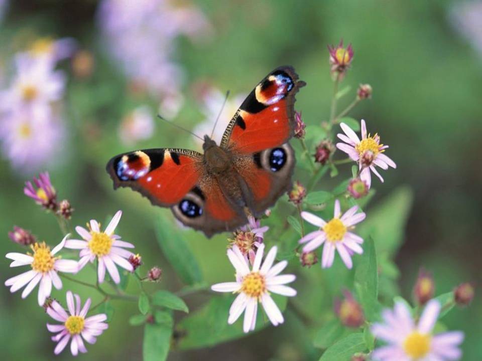 触摸春天说课ppt模板