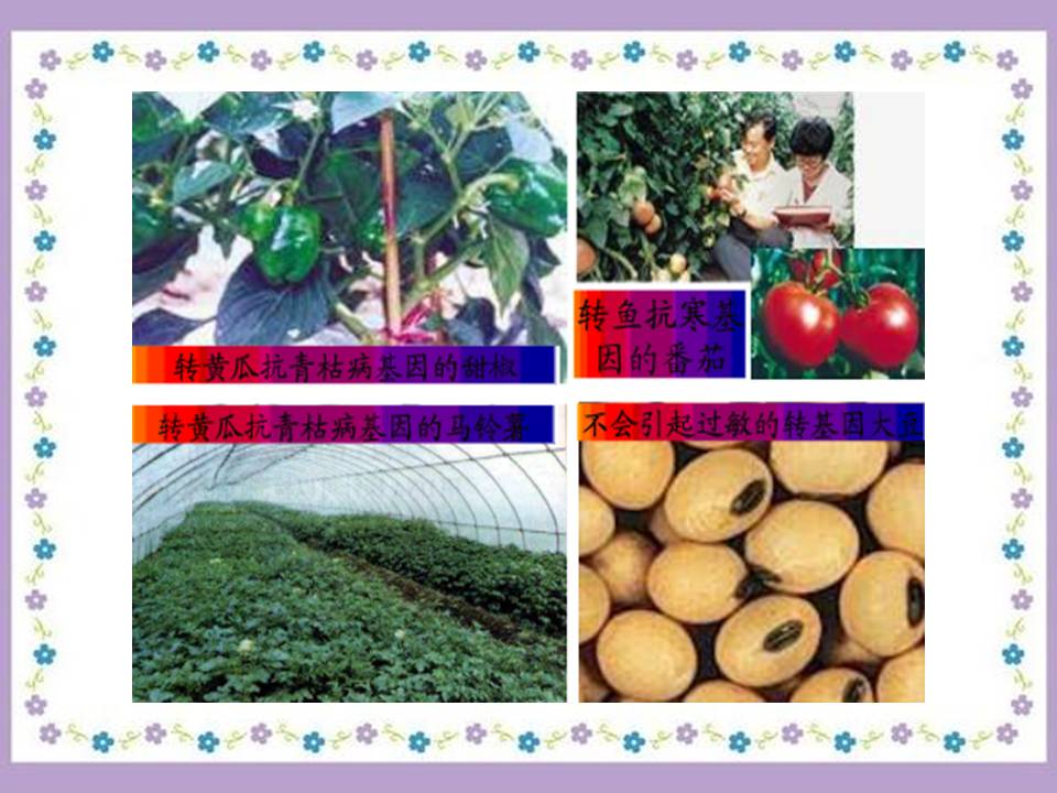 神奇的基因工程ppt