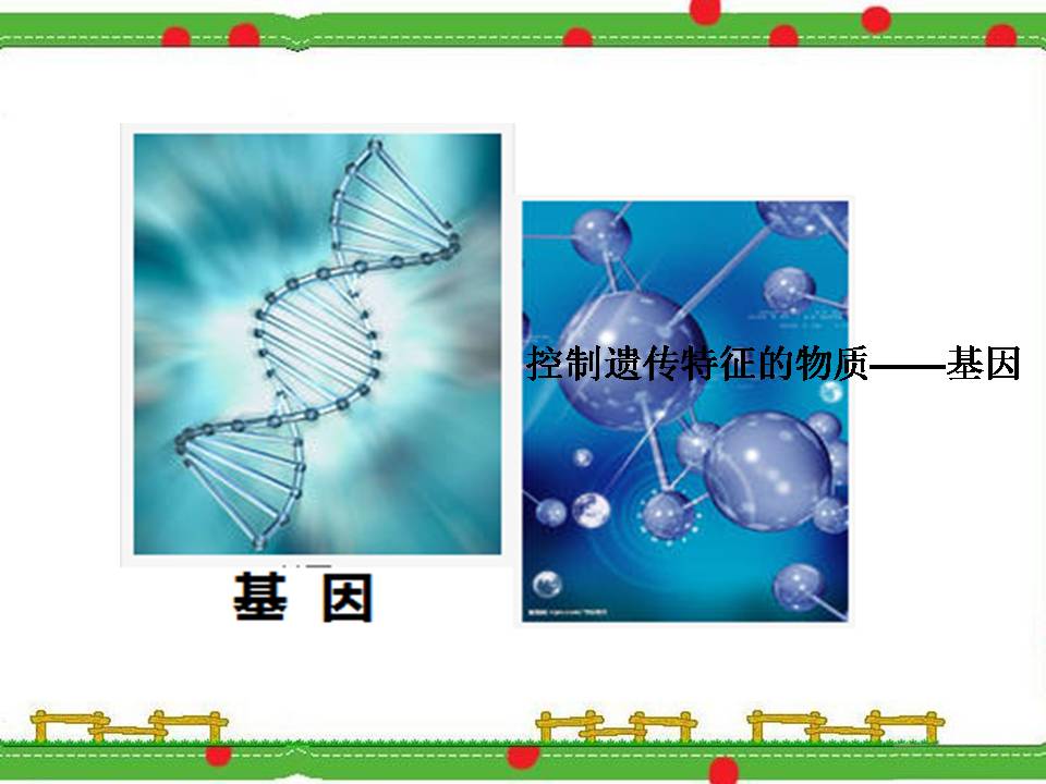 神奇的基因工程ppt