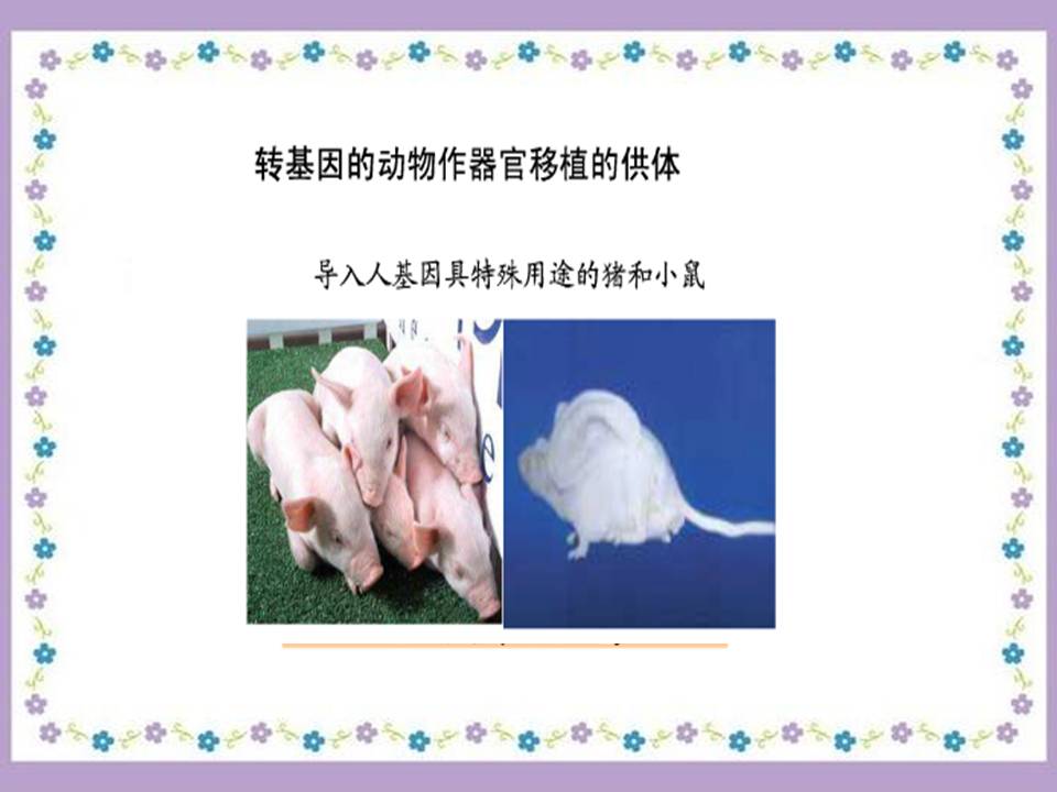 神奇的基因工程ppt