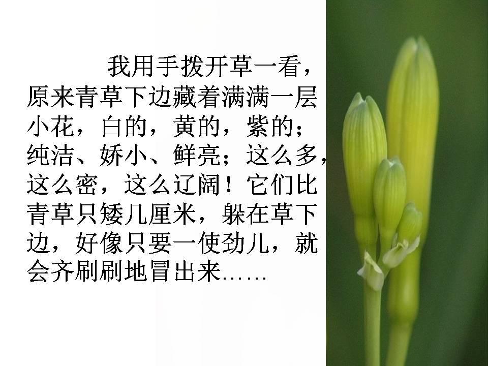 花的勇气ppt完美版