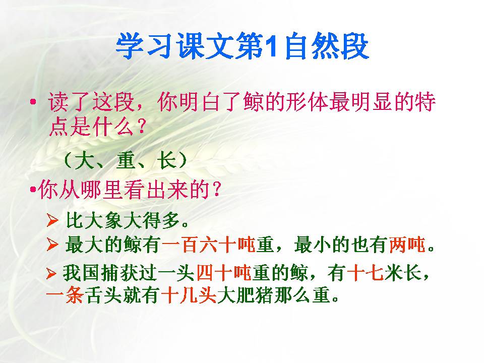 鲸ppt课件完美版 