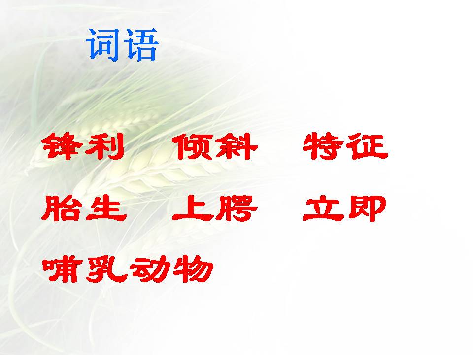 鲸ppt课件完美版 