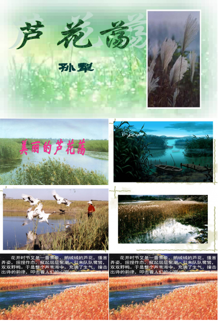 芦花荡ppt人教版
