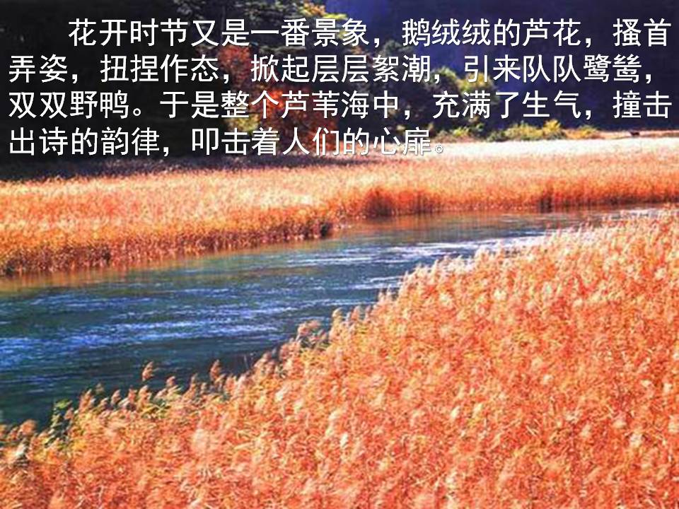 芦花荡ppt人教版