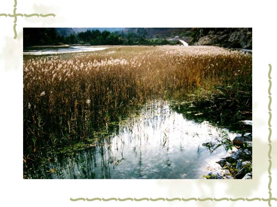 芦花荡ppt人教版