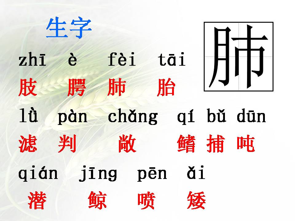 鲸ppt课件完美版 