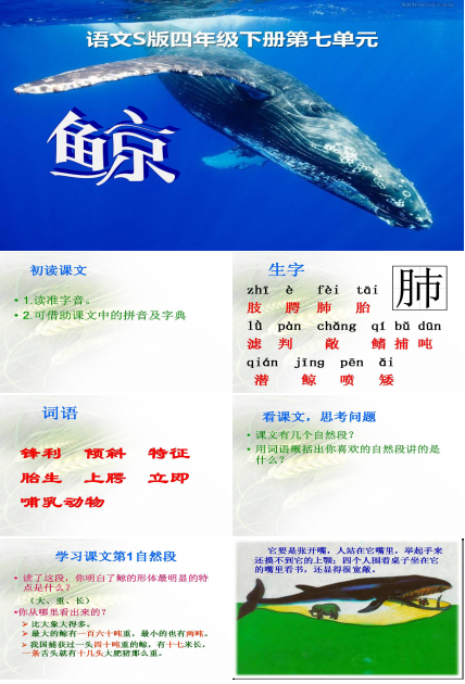 鲸ppt课件完美版 