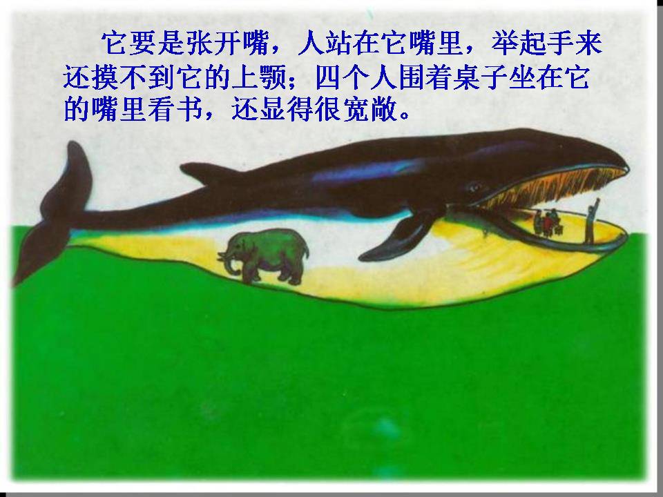 鲸ppt课件完美版 