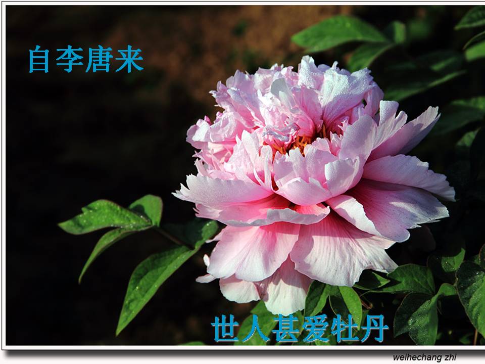 爱莲说公开课ppt