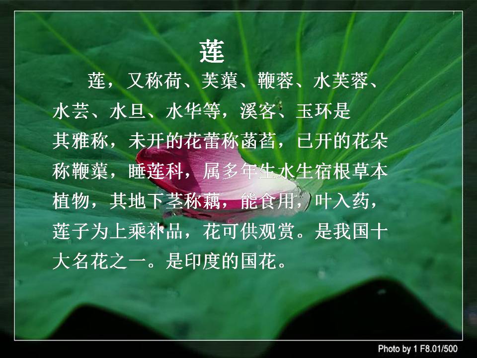 语文爱莲说ppt