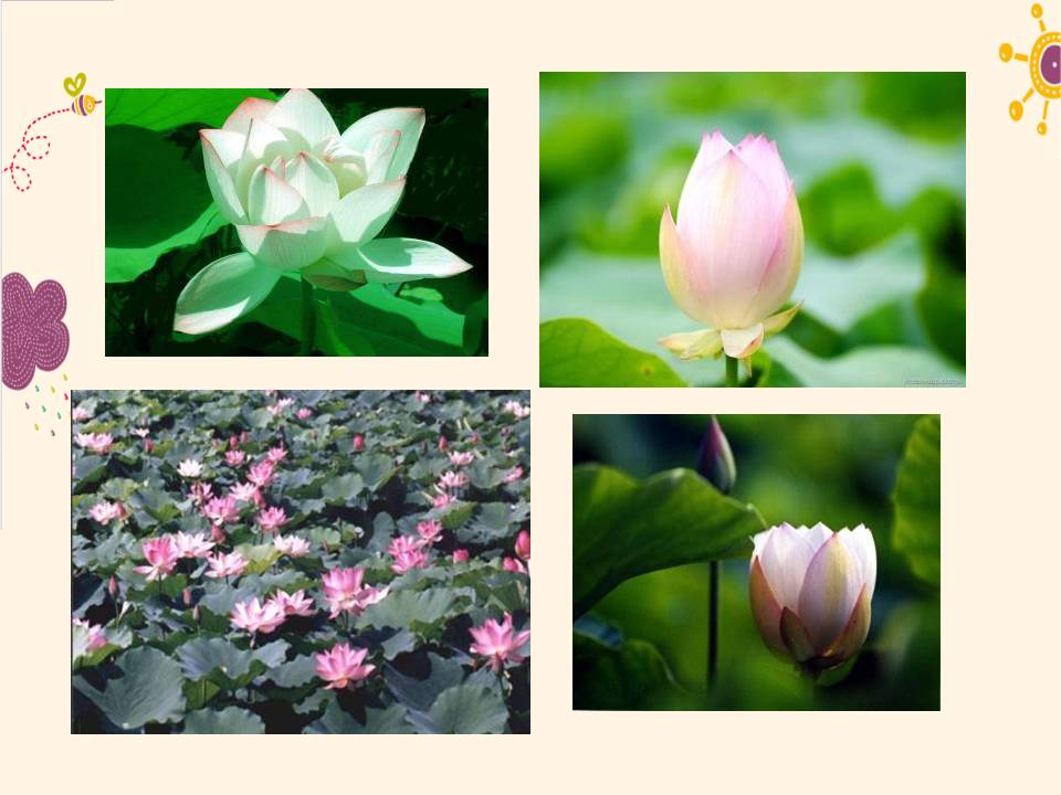 爱莲说朗诵ppt模板