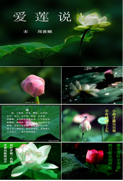 语文爱莲说ppt