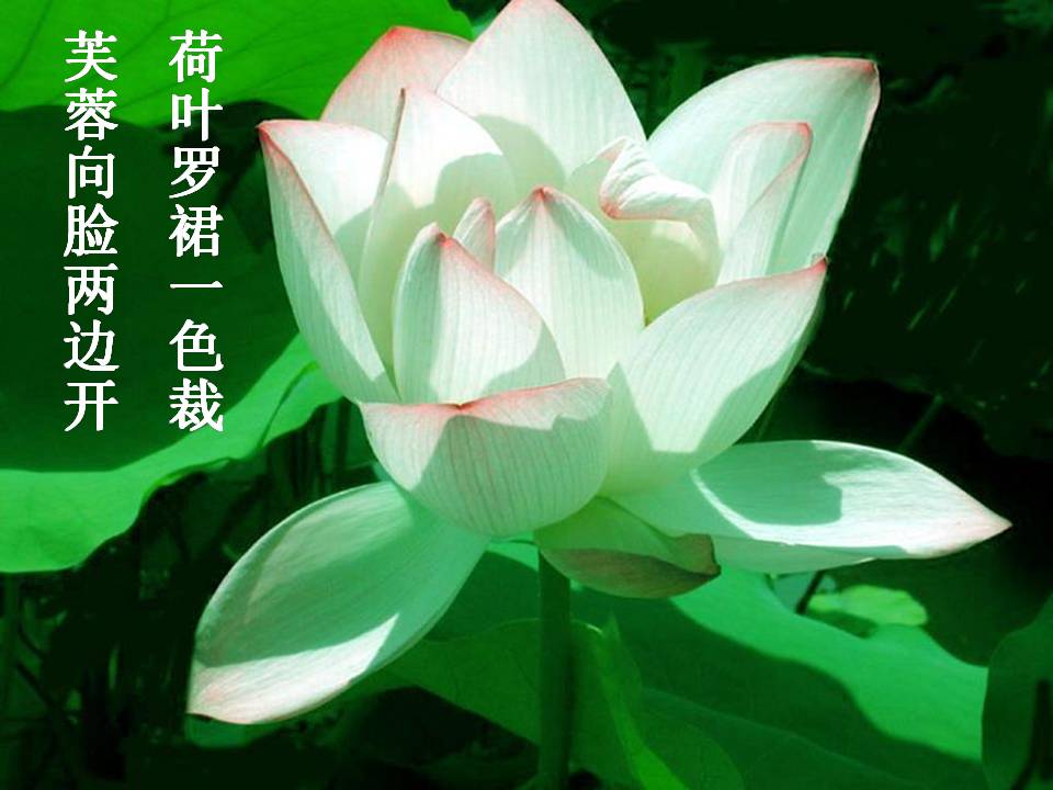 语文爱莲说ppt