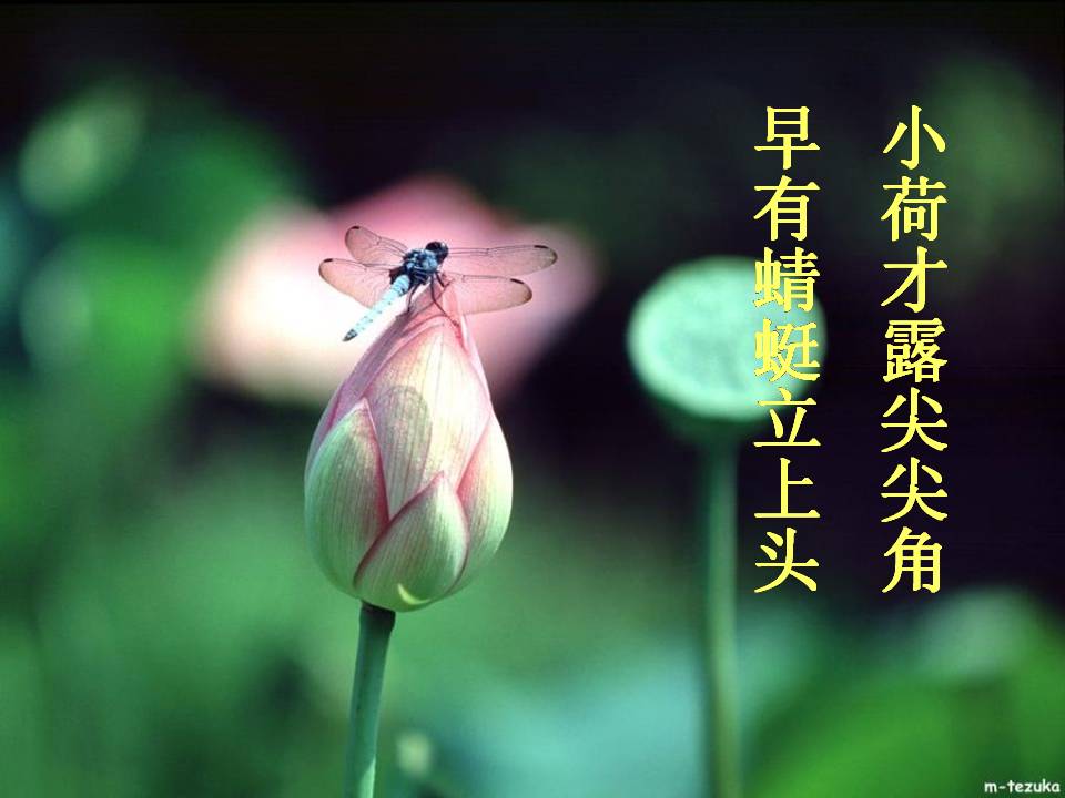 语文爱莲说ppt