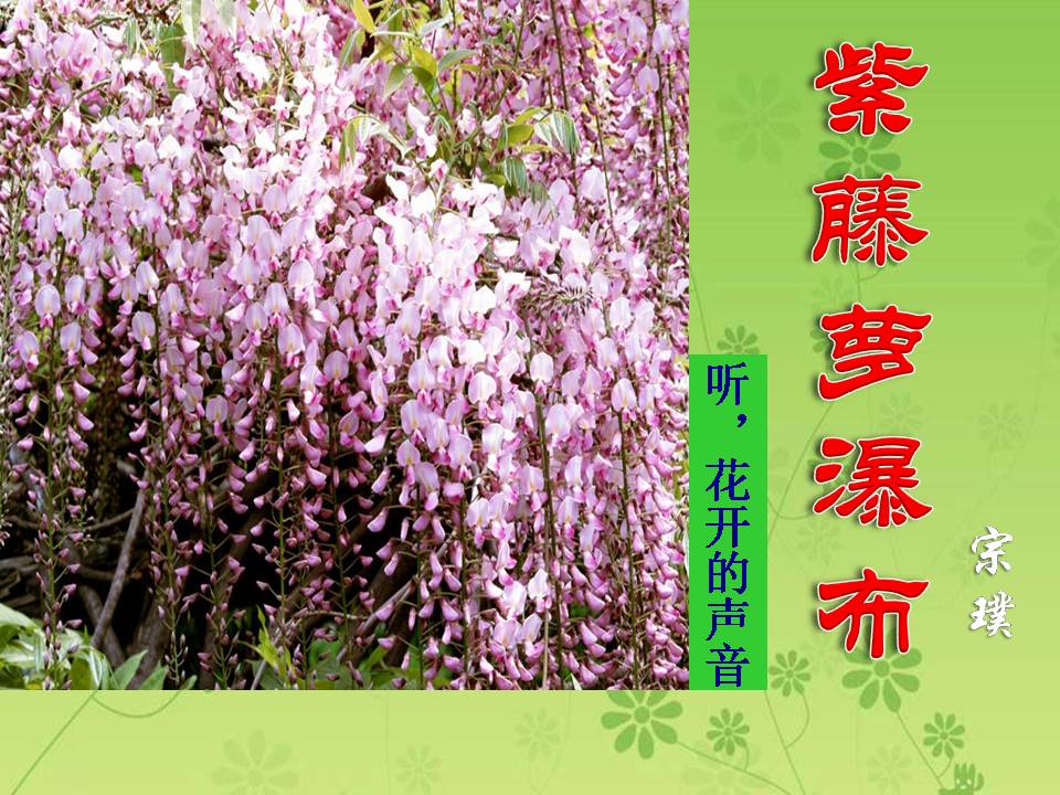 紫藤萝瀑布公开课ppt