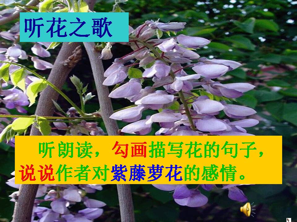 紫藤萝瀑布公开课ppt