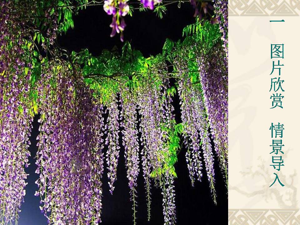 紫藤萝瀑布ppt说课稿