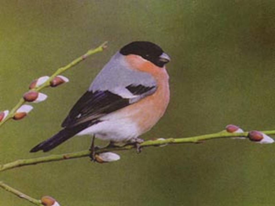 鲁教版灰雀课件ppt模板