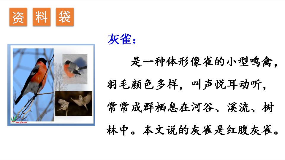 灰雀语文课件ppt模板