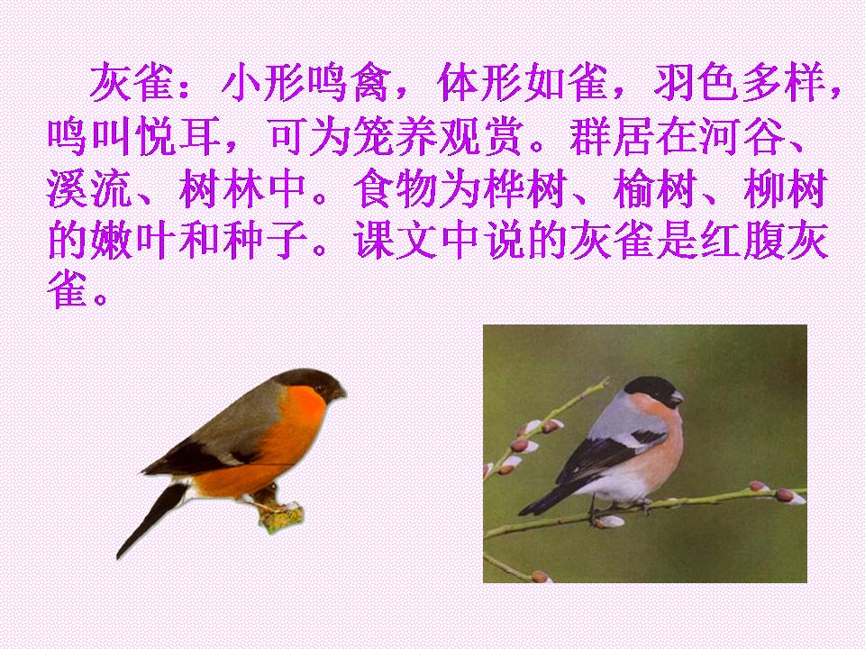 鲁教版灰雀课件ppt模板