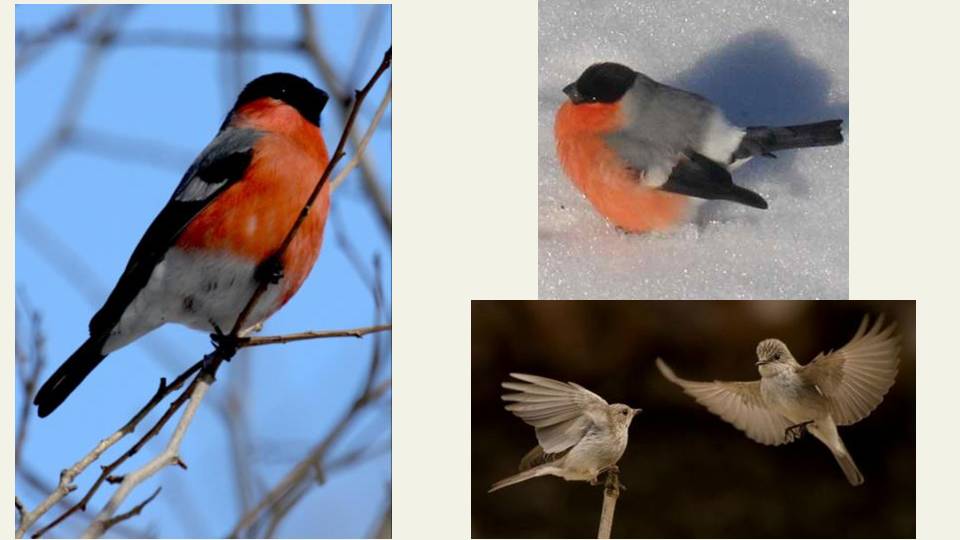 课文灰雀用的ppt