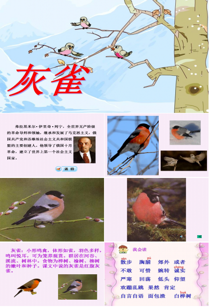 鲁教版灰雀课件ppt模板