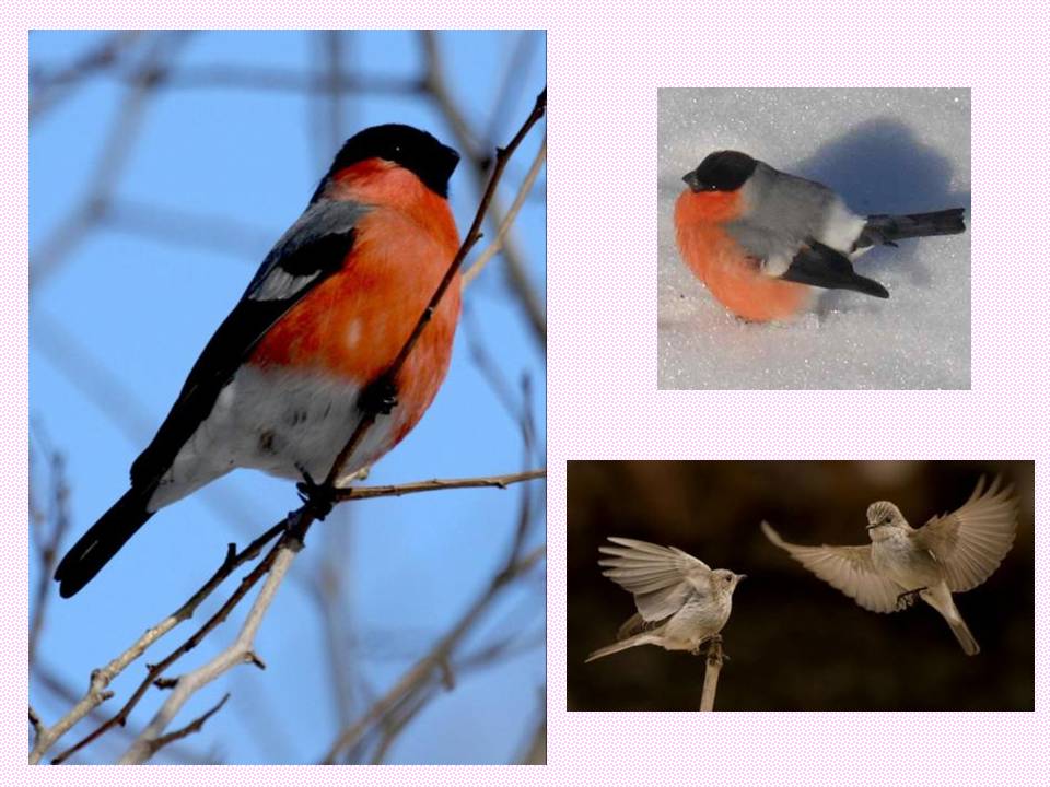 鲁教版灰雀课件ppt模板