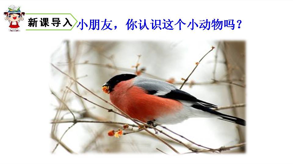 灰雀语文课件ppt模板