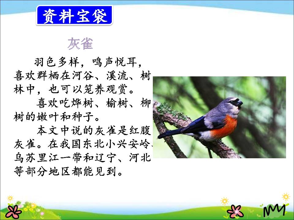 三年级上册灰雀ppt