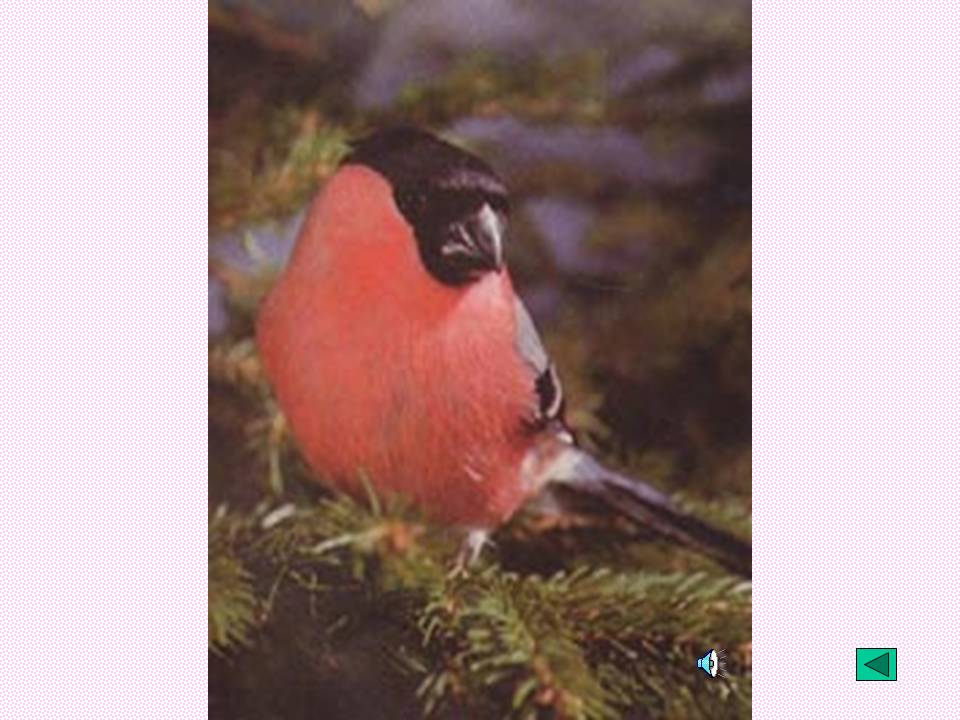 鲁教版灰雀课件ppt模板