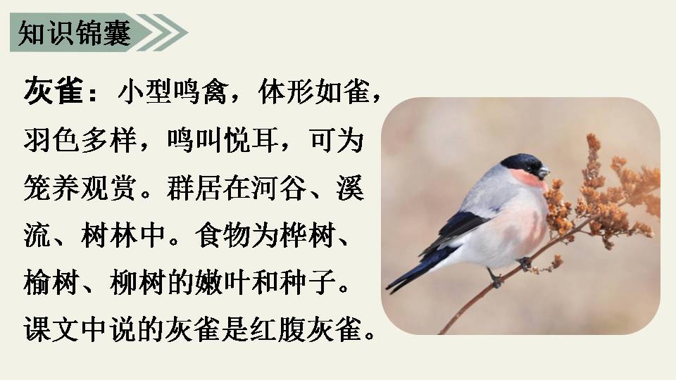 课文灰雀用的ppt