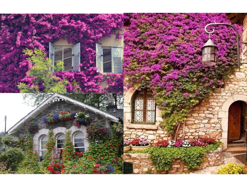 25自己的花是让别人看的ppt