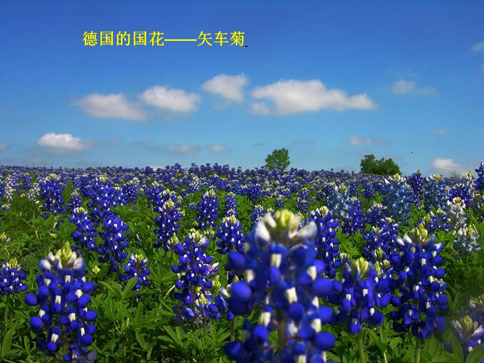 自己的花是让别人看的ppt完美版