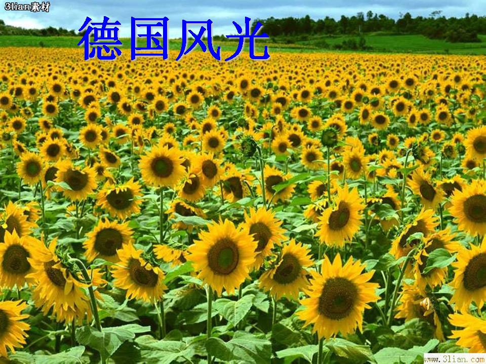 自己的花是让别人看的ppt完美版