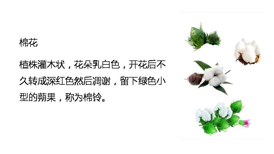 棉花姑娘教学ppt