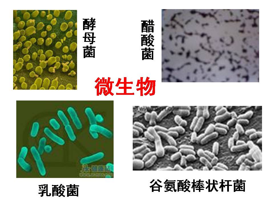 渊源流长的发酵技术ppt模板