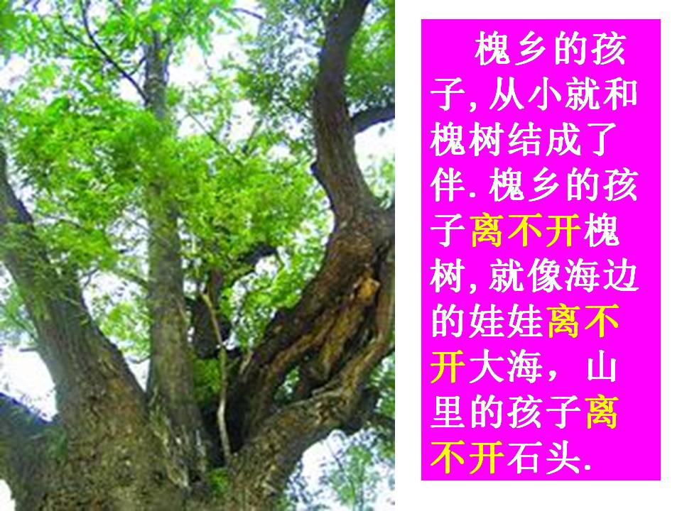 槐乡的孩子ppt课件