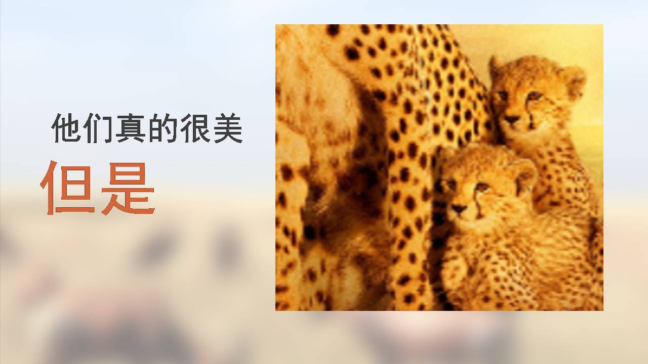 动物保护公益ppt模板