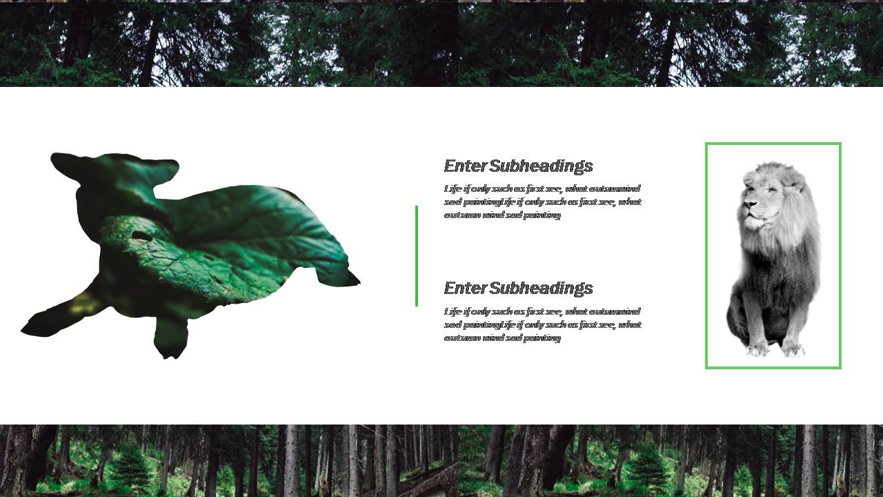 动物保护坚硬ppt模板