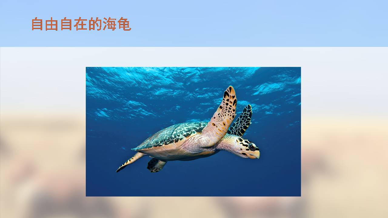 动物保护公益ppt模板