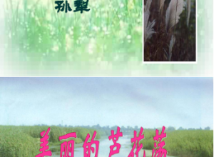 芦花荡ppt免费推荐