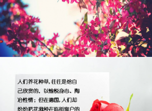 25自己的花是让别人看的ppt 