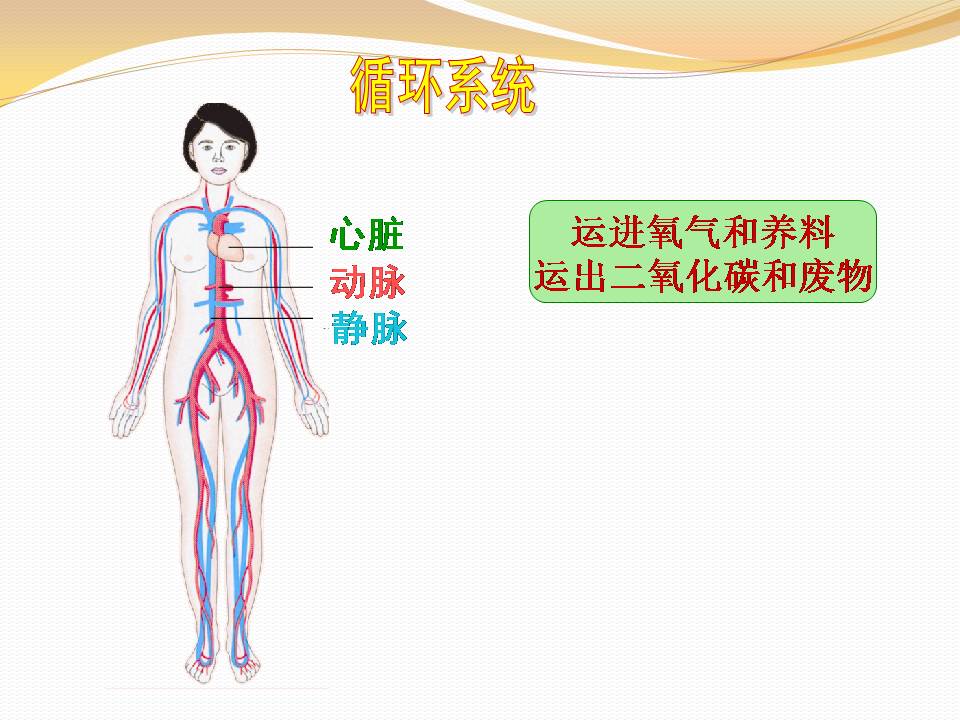 人体概述ppt模板