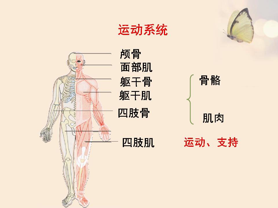 苏教版人体概述生物课件pptPPT课件下载