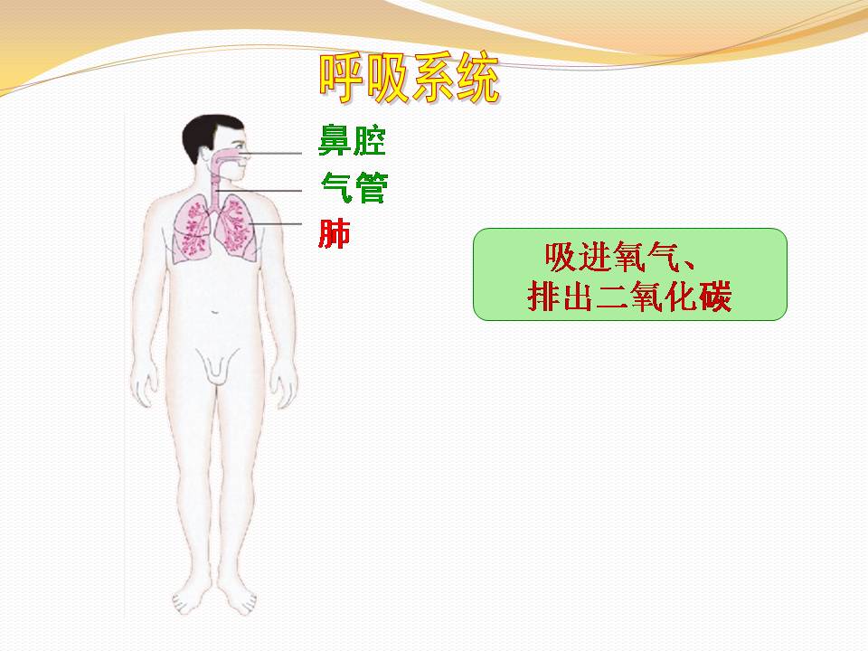 人体概述ppt模板