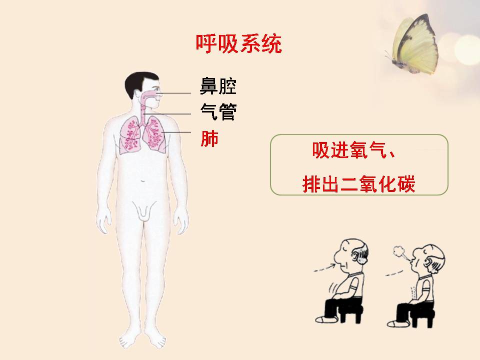 苏教版人体概述生物课件pptPPT课件下载