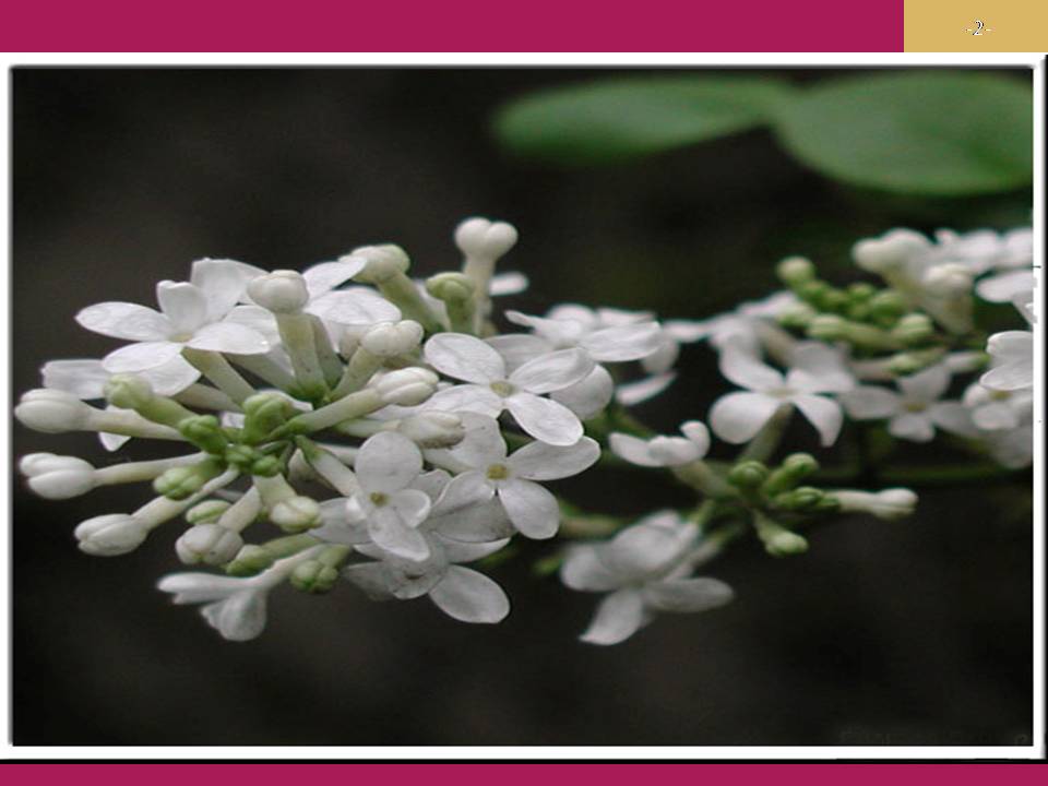 雨巷诗两首ppt课件