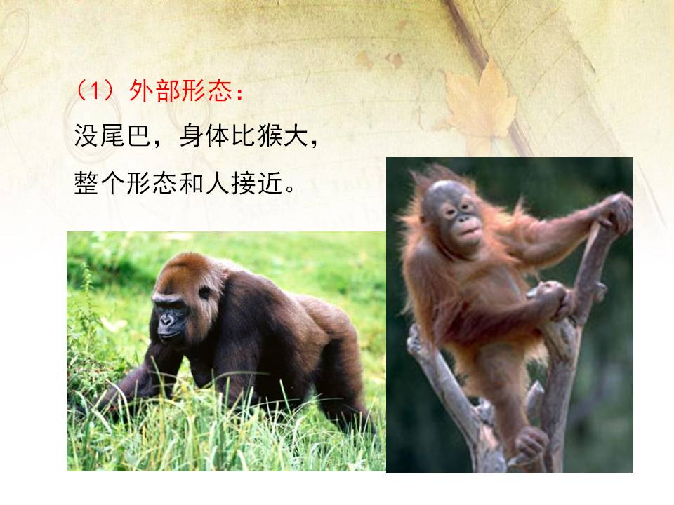 北师大版人类进化起源ppt课件